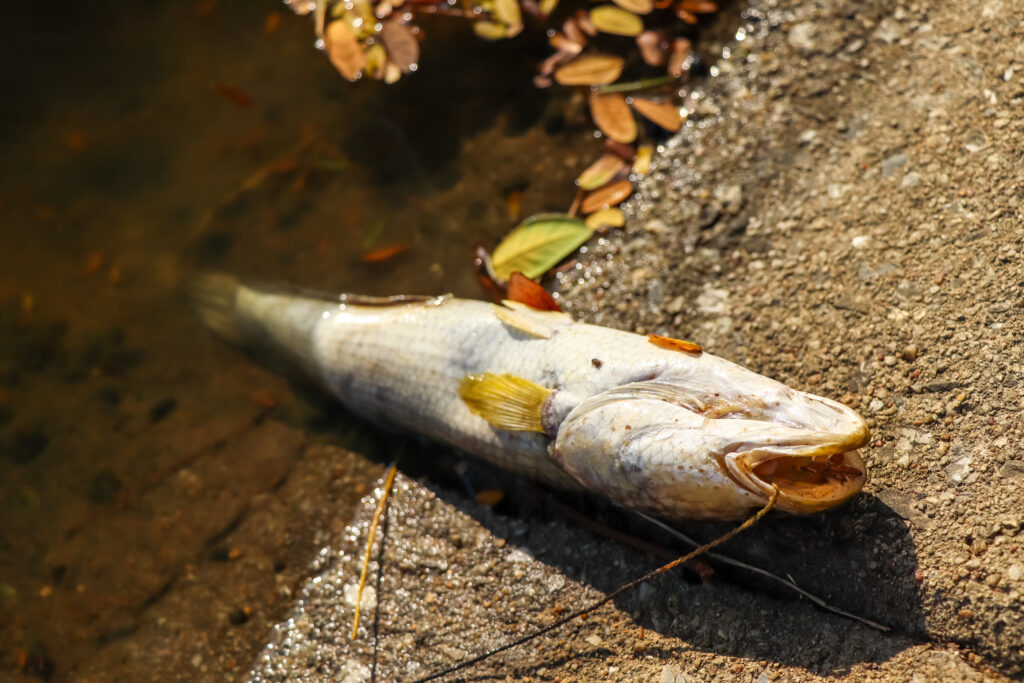 Dead ,fish, industrial ,canal